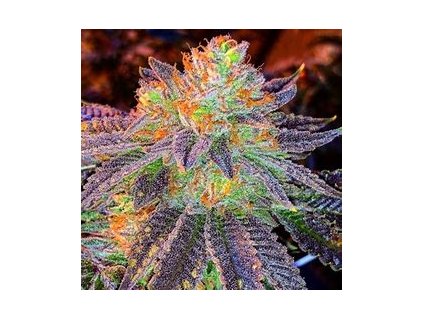 Fair Seeds Auto Zkittlez, feminizovaná semena konopí, samonakvétací (Balení 5 ks)