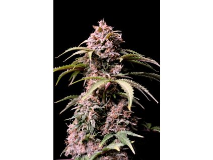 Fast Buds Amnesia Zkittlez Auto feminized autoflowering (Balení 5 ks)