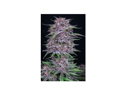 Fast Buds Banana Purple Punch Auto feminized autoflowering (Balení 5 ks)