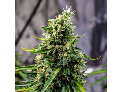 Doctor's Choice Rock Machine autoflowering feminized (Balení 5 ks)