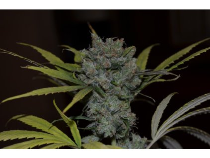 CBD Crew CBD Sweet and Sour Widow, regulérní semena konopí (Balení 5 ks)