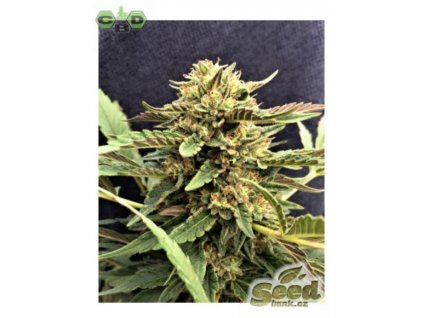 54811 1 cbd crew cbd therapy feminizovana