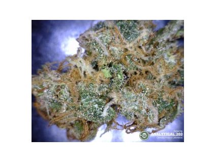 54814 cbd crew cbd yummy feminizovana semena konopi