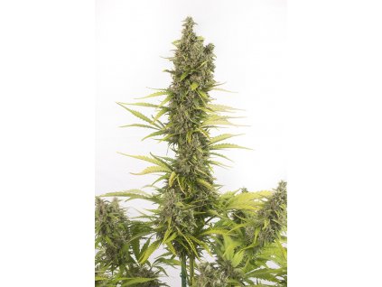54817 5 dinafem amnesia autoflowering cbd feminizovana semena konopi