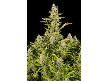 54823 5 dinafem amnesia kush feminizovana semena konopi