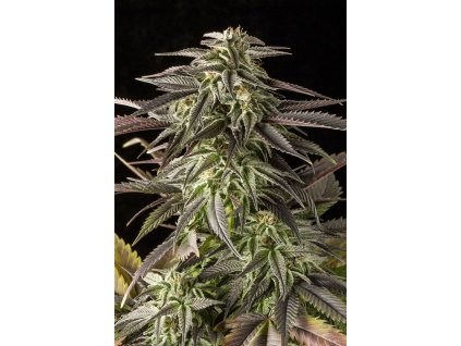 54832 5 dinafem blue cheese feminizovana semena konopi