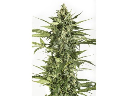 54841 2 dinafem blue cheese autoflowering feminizovana semena konopi samonakvetaci