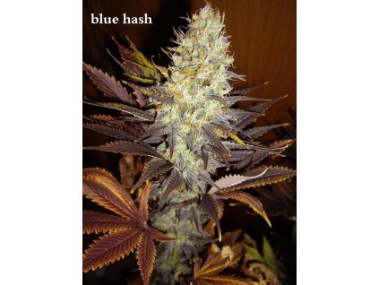 54850 8 dinafem blue hash feminizovana semena konopi