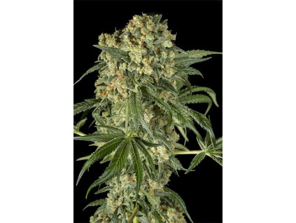 54853 dinafem big kush feminizovana semena konopi