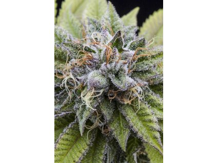 54856 1 dinafem bubba kush feminizovana semena konopi