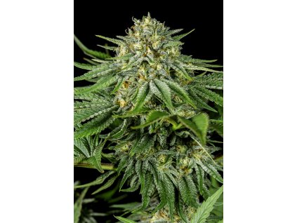 54862 8 dinafem bubba kush cbd feminizovana semena konopi
