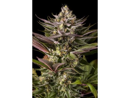 54865 10 dinafem blue kush feminizovana semena konopi