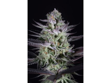 54868 8 dinafem blueberry cookies feminizovana semena konopi