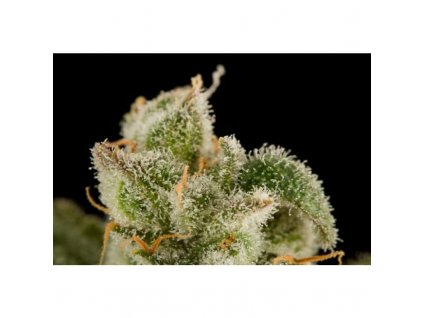 54874 1 dinafem blue thai feminizovana semena konopi