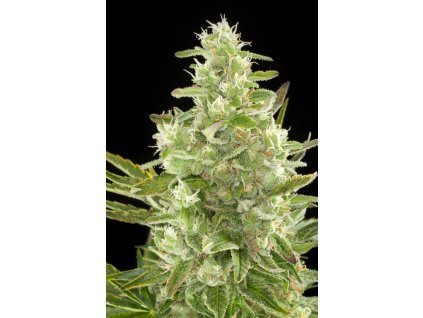 54886 dinafem critical autoflowering feminizovana semena konopi samonakvetaci