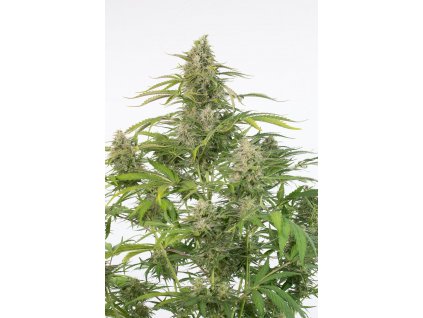 54889 dinafem cheese autoflowering cbd feminizovana semena konopi