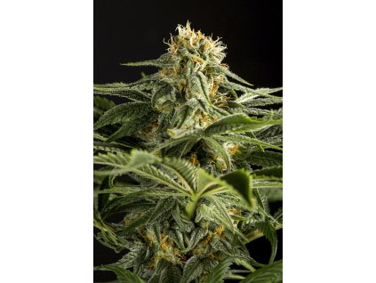 54895 5 dinafem california hash plant feminizovana semena konopi