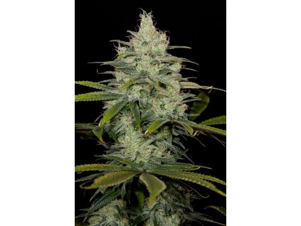 54898 dinafem cheese cbd feminizovana semena konopi