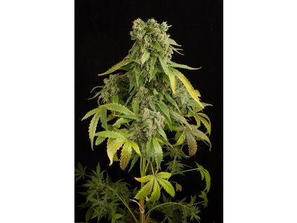 54901 dinafem cheese autoflowering feminizovana semena konopi samonakvetaci