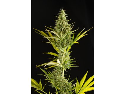 54904 dinafem cheese xxl auto feminizovana semena konopi samonakvetaci