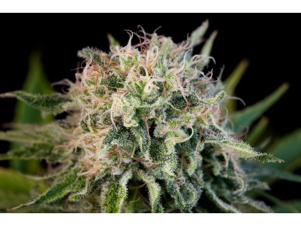 54907 dinafem critical jack feminizovana semena konopi