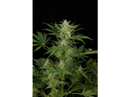 54910 dinafem critical jack autoflowering feminizovana semena konopi samonakvetaci