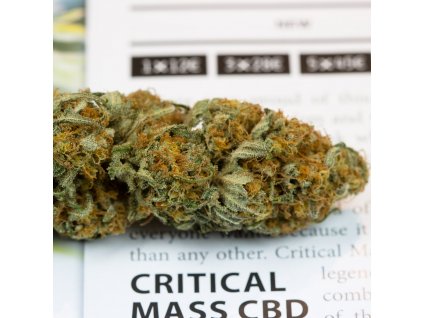 54916 dinafem critical mass cbd feminizovana semena konopi