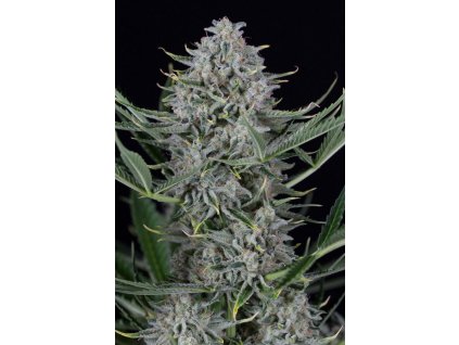 54919 1 dinafem cookies autoflowering feminizovana semena konopi