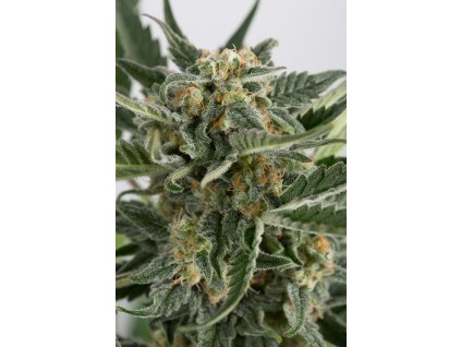 54958 dinafem critical 2 0 autoflowering feminizovana semena konopi samonakvetaci