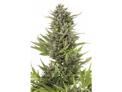 54961 1 dinafem critical autoflowering cbd feminizovana semena konopi