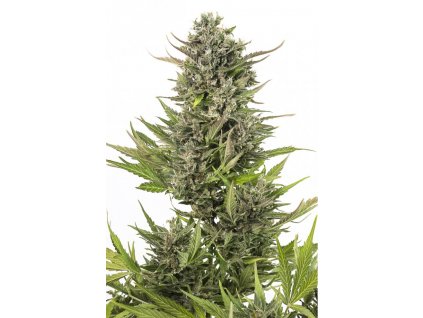 Dinafem Critical + Autoflowering CBD, feminizovaná (Balení 5 ks)