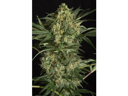 54967 dinafem critical 2 0 feminizovana semena konopi