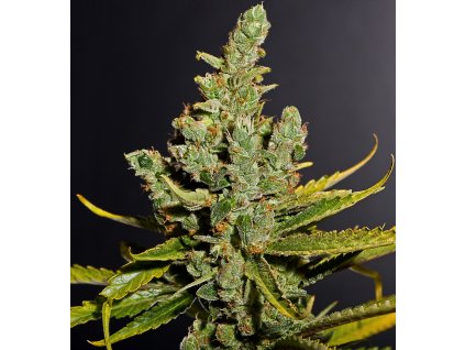 54973 dinafem cheese feminizovana semena konopi
