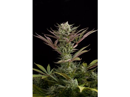 54979 dinafem deep cheese feminizovana semena konopi