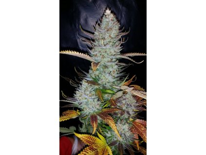 54982 dinafem dinachem feminizovana semena konopi