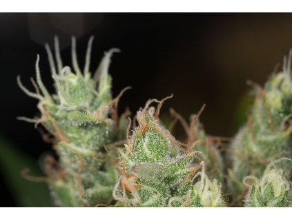 54985 dinafem dinamed cbd plus feminizovana semena konopi