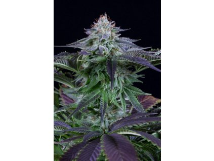 54988 1 dinafem dinamed kush autoflowering feminizovana semena konopi samonakvetaci