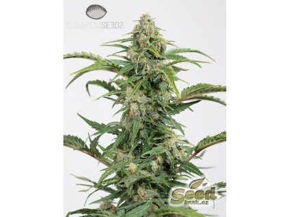 54991 1 dinafem dinamed cbd autoflowering feminizovana semena konopi samonakvetaci