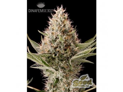 54997 1 dinafem dinamex feminizovana semena konopi