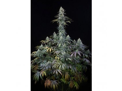 55003 1 dinafem early amnesia cbd feminizovana semena konopi