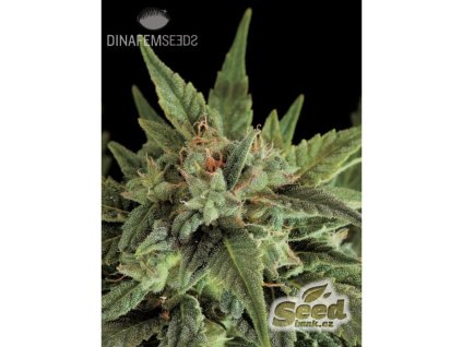 55006 1 dinafem fruit automatic feminizovana semena konopi samonakvetaci