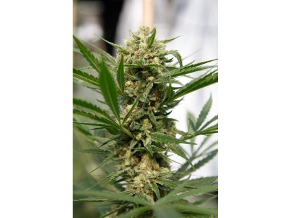 55009 dinafem sweet deep grapefruit feminizovana semena konopi