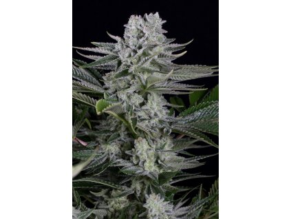 55012 1 dinafem gorilla cbd feminizovana semena konopi