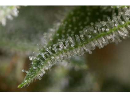 55018 dinafem gorilla feminizovana semena konopi