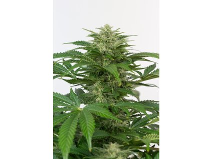 732 dinafem haze automatic feminizovana autoflowering