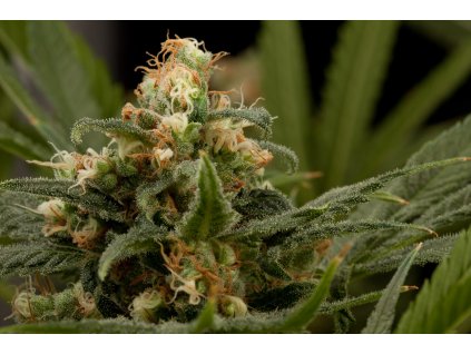 55033 dinafem industrial plant feminizovana semena konopi