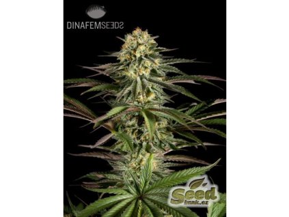 55039 1 dinafem kush n cheese feminizovana semena konopi