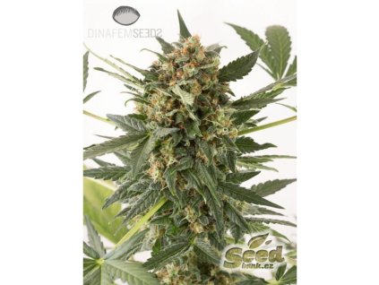55042 1 dinafem kush n cheese autoflowering feminizovana semena konopi samonakvetaci