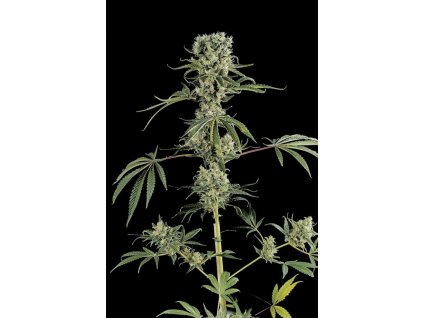 753 md23 moby dick 2 660x990