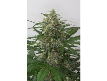 55054 dinafem moby dick xxl autoflowering feminizovana semena konopi samonakvetaci